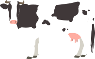 cow-single-1